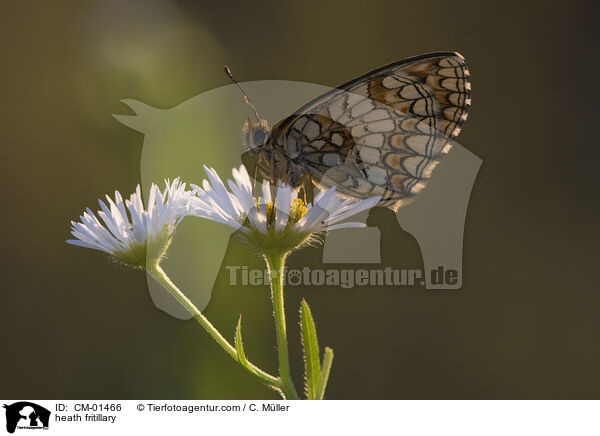 Scheckenfalter / heath fritillary / CM-01466