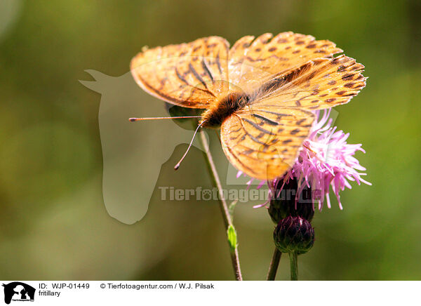 Perlmutterfalter / fritillary / WJP-01449