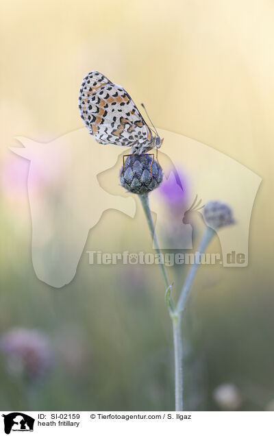 Scheckenfalter / heath fritillary / SI-02159