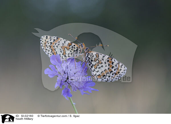 heath fritillary / SI-02160