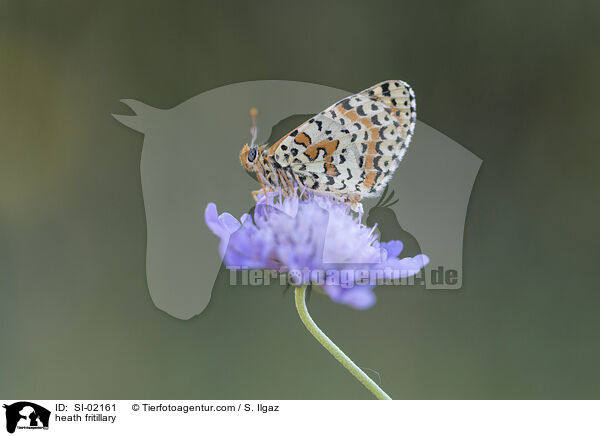 Scheckenfalter / heath fritillary / SI-02161