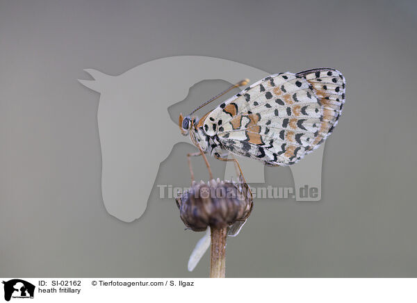 Scheckenfalter / heath fritillary / SI-02162