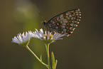 heath fritillary