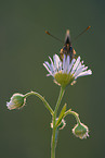 heath fritillary