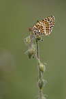 heath fritillary