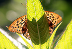 fritillary