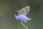 heath fritillary