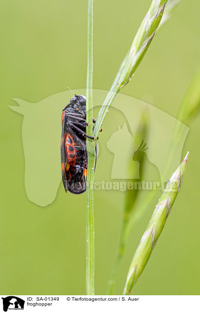 froghopper / SA-01349