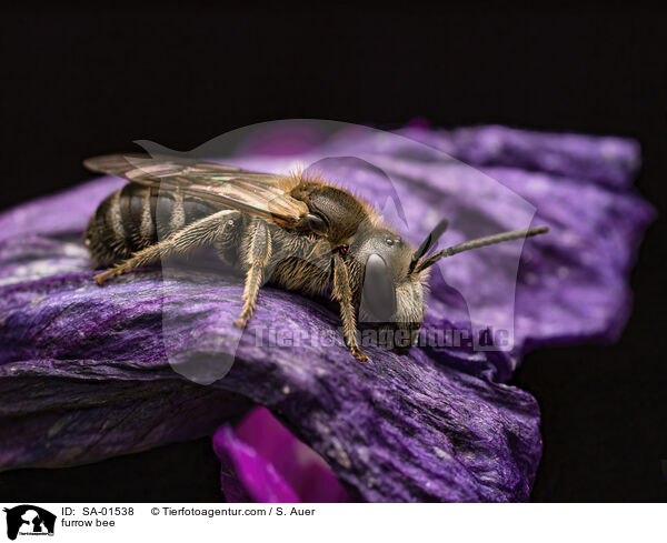 Schmalbiene / furrow bee / SA-01538