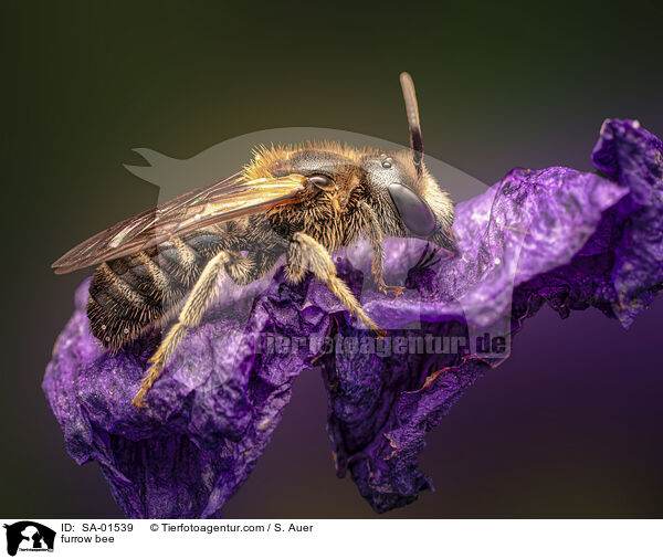 furrow bee / SA-01539
