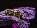 furrow bee