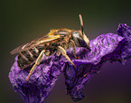 furrow bee