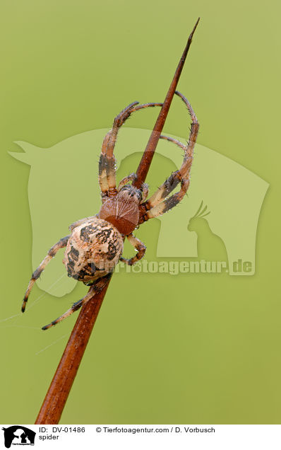 Schilfradspinne / spider / DV-01486