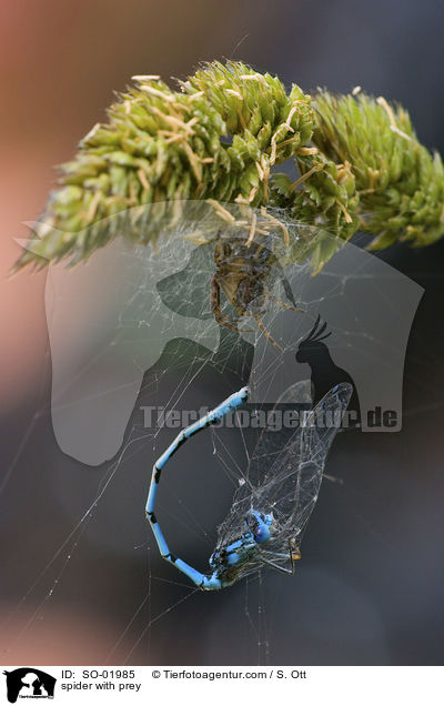 Schilfradspinne mit Beute / spider with prey / SO-01985