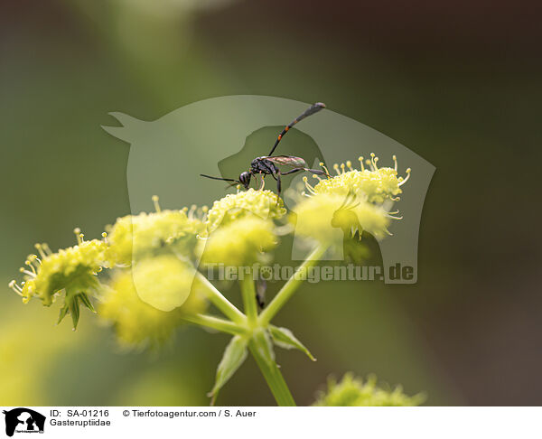 Schmalbauchwespe / Gasteruptiidae / SA-01216