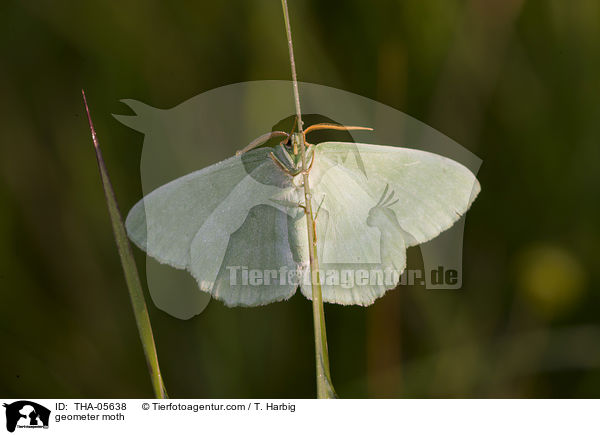 geometer moth / THA-05638