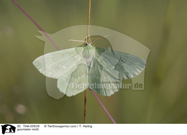 Grnes Blatt / geometer moth / THA-05639