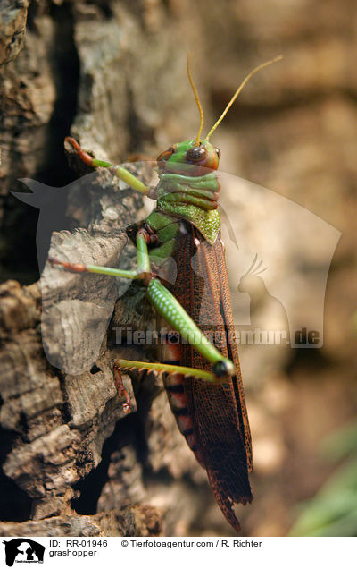 Riesenheuschrecke / grashopper / RR-01946