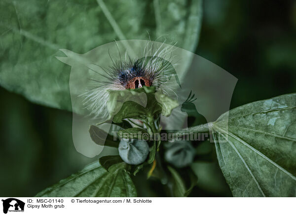 Gipsy Moth grub / MSC-01140