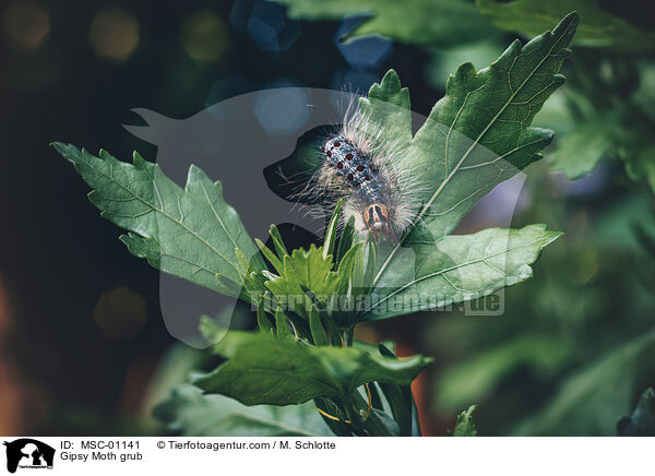 Schwammspinner Raupe / Gipsy Moth grub / MSC-01141