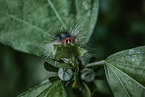 Gipsy Moth grub