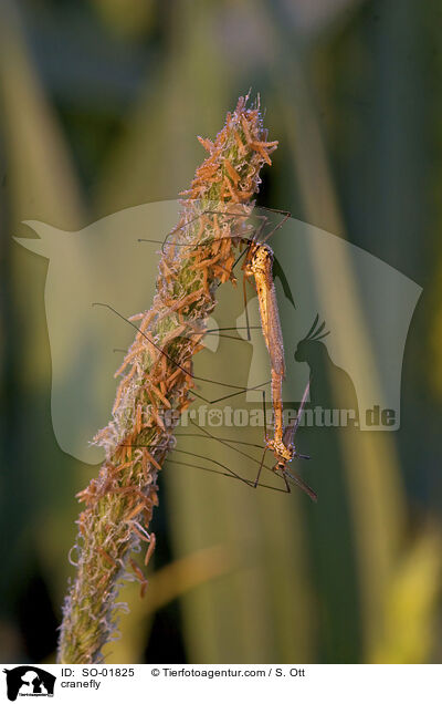Schnake / cranefly / SO-01825