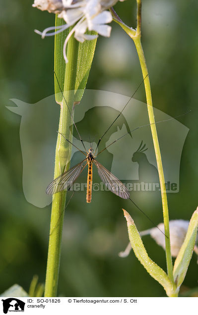 cranefly / SO-01826