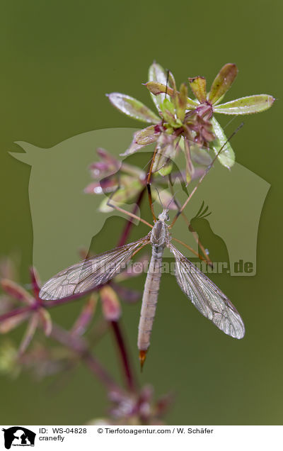 Schnake / cranefly / WS-04828