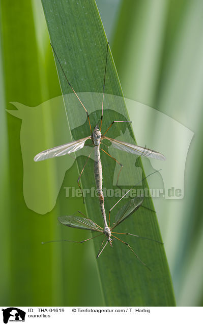 craneflies / THA-04619