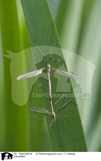 Schnaken / craneflies / THA-04619