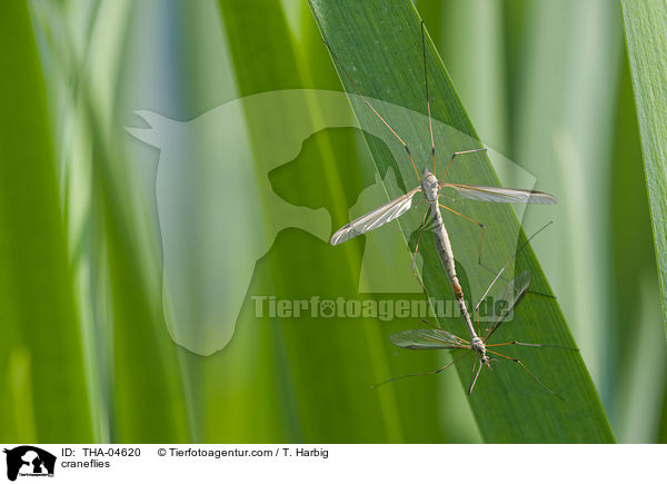 Schnaken / craneflies / THA-04620