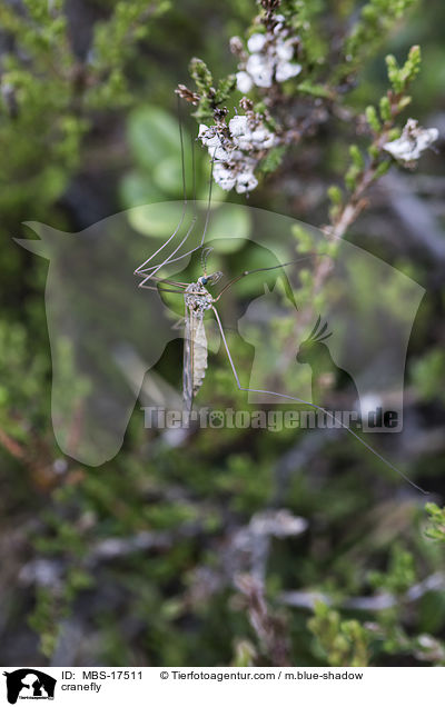 Schnake / cranefly / MBS-17511