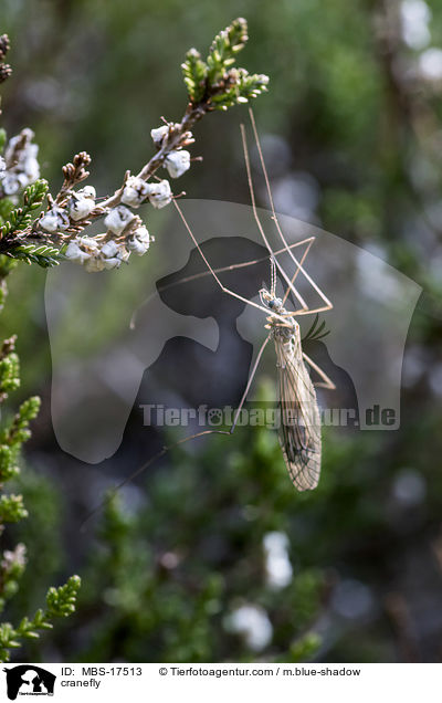 Schnake / cranefly / MBS-17513