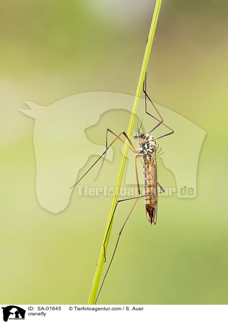 cranefly / SA-01645