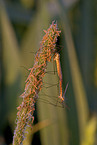 cranefly