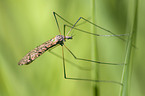 cranefly