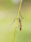 cranefly