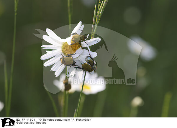 Goldstaub-Laubkfer / Gold dust leaf beetles / FF-11801