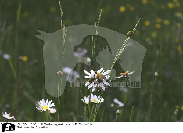 Goldstaub-Laubkfer / Gold dust leaf beetles / FF-11810