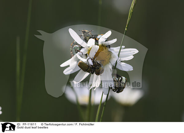 Gold dust leaf beetles / FF-11811