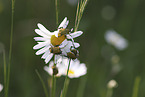 Gold dust leaf beetles