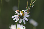 Gold dust leaf beetles