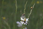 Gold dust leaf beetles