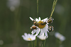 Gold dust leaf beetles