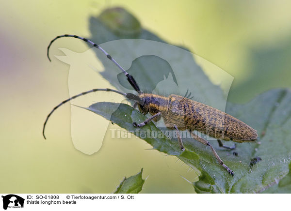 thistle longhorn beetle / SO-01808