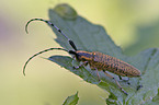 thistle longhorn beetle