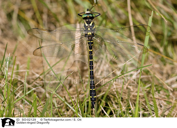 Golden-ringed Dragonfly / SO-02129
