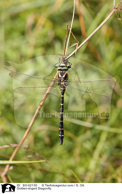 Zweigestreifte Quelljungfer / Golden-ringed Dragonfly / SO-02130