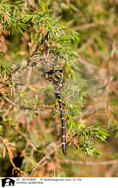 Zweigestreifte Quelljungfer / common goldenring / SO-03656