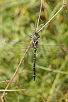 Golden-ringed Dragonfly